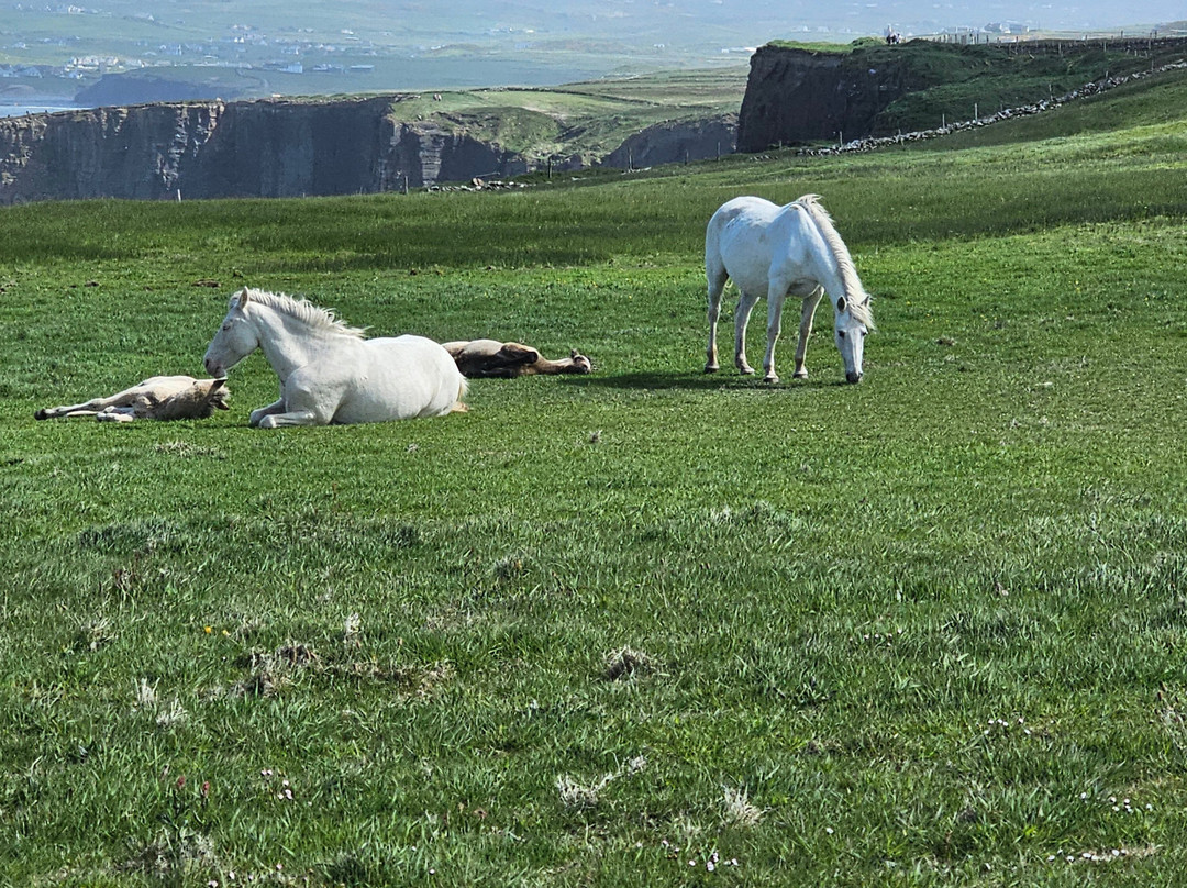Doolin Cliff Walk-杜林必去景点