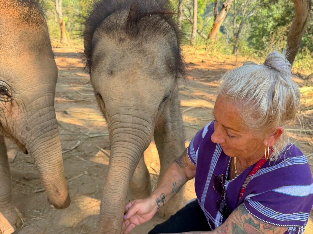 Elephant Freedom Village-清迈必去景点