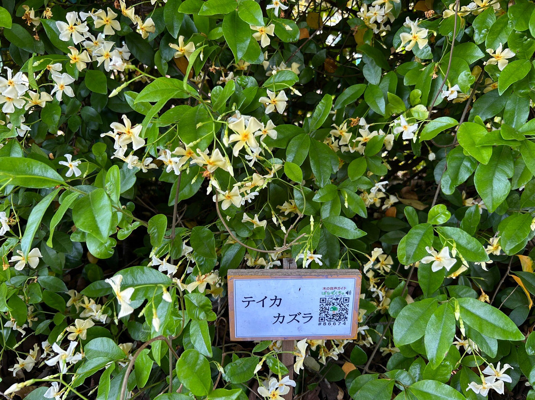 Kameido Chuo Park-Kameido必去景点