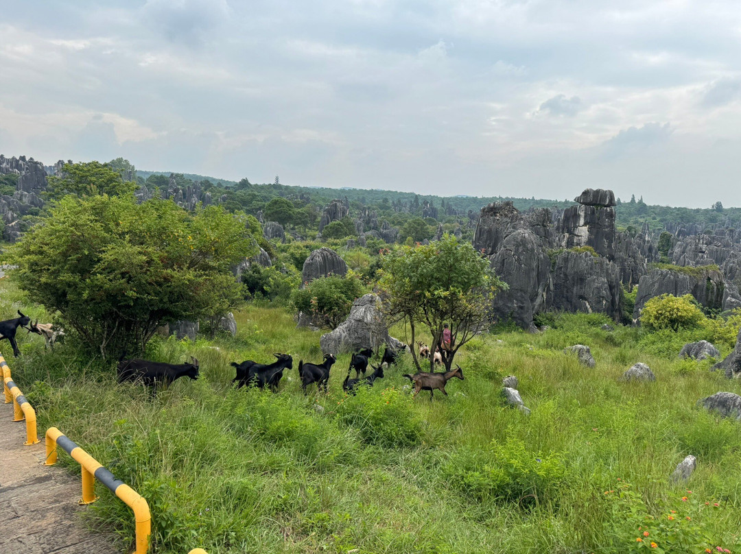石林风景区-石林彝族自治县必去景点