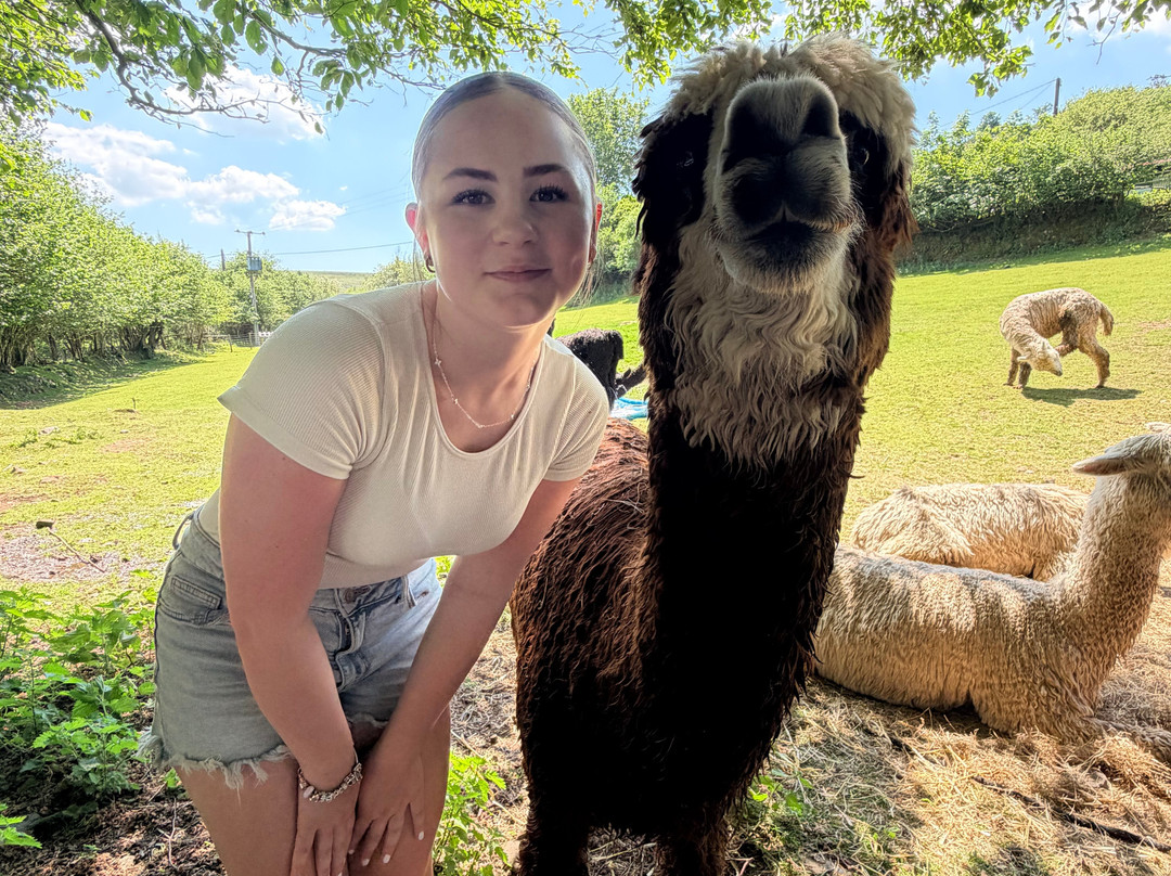 Lydford Gorge Alpacas-Lydford必去景点