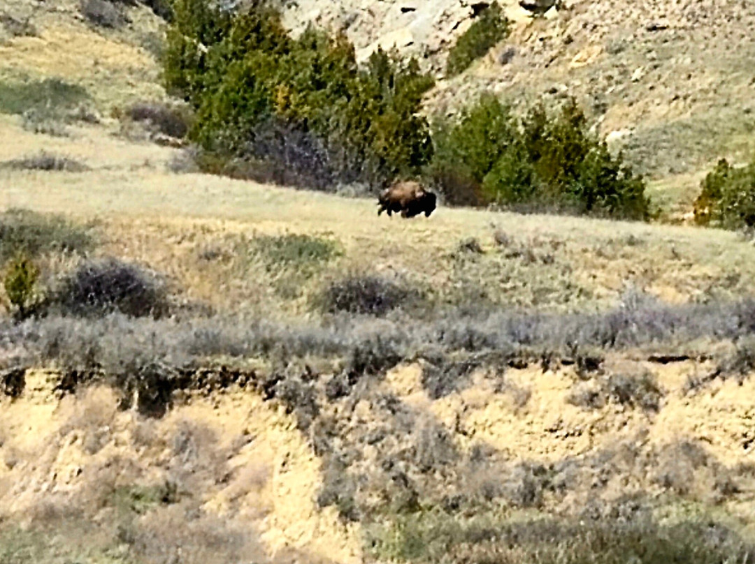 Theodore Roosevelt National Park-Medora必去景点