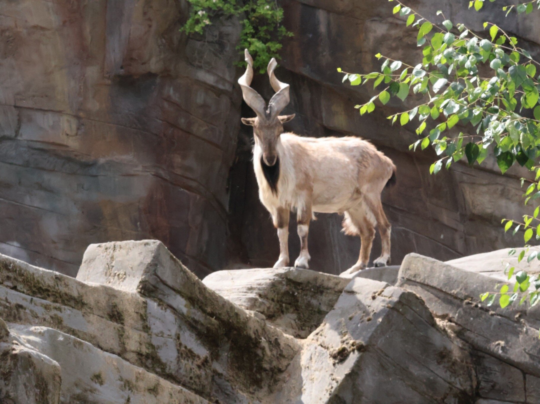Zoo Antwerpen (dierentuin)-安特卫普必去景点
