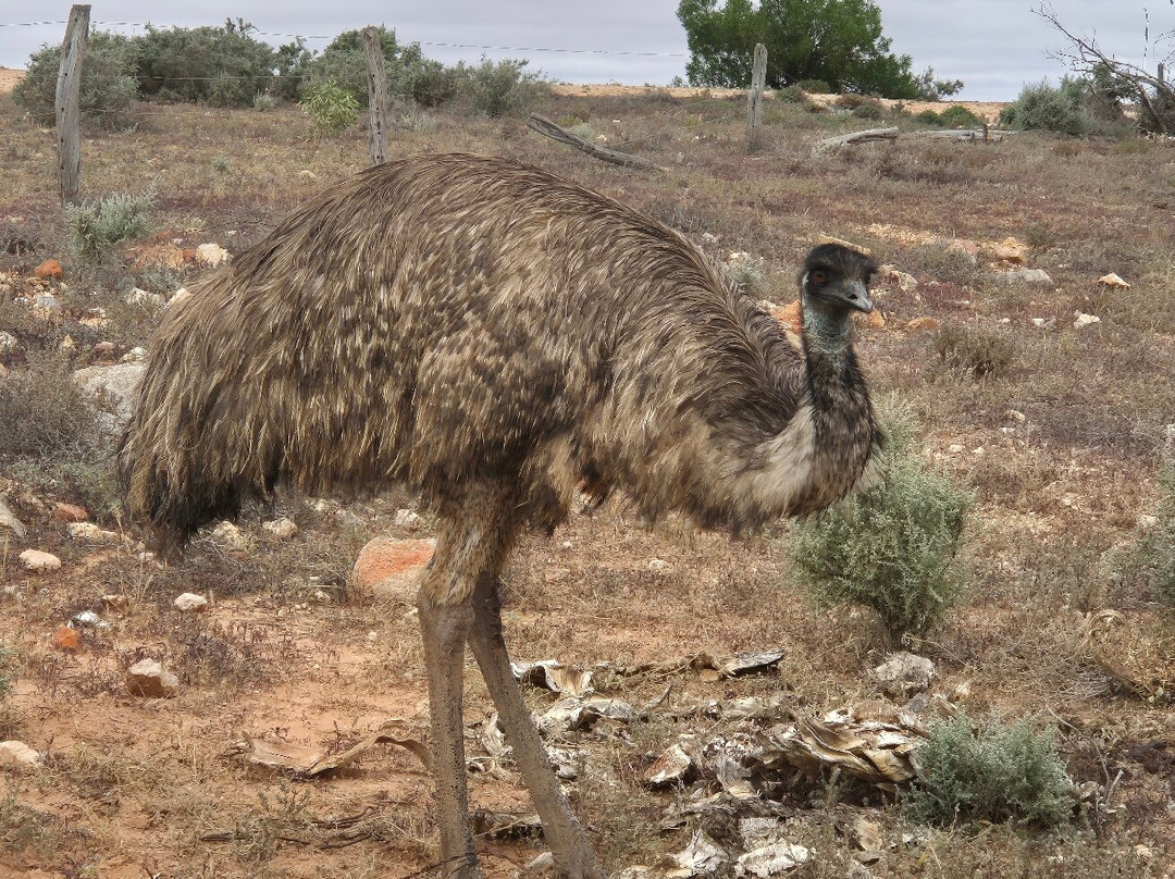 Silverton Outback Camels-Silverton必去景点