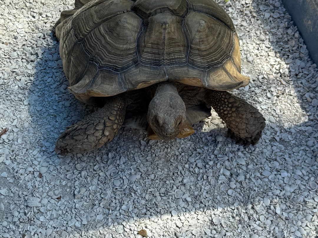 Tarpon Springs Aquarium and Animal Sanctuary-塔彭斯普林斯必去景点