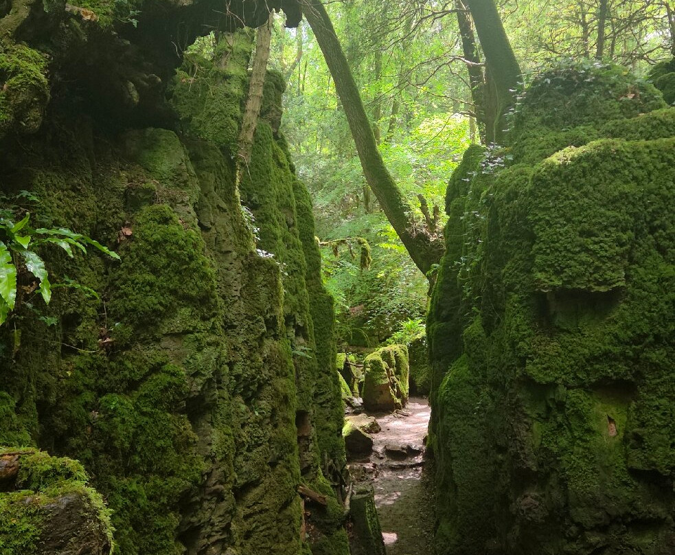 Puzzlewood-Coleford必去景点