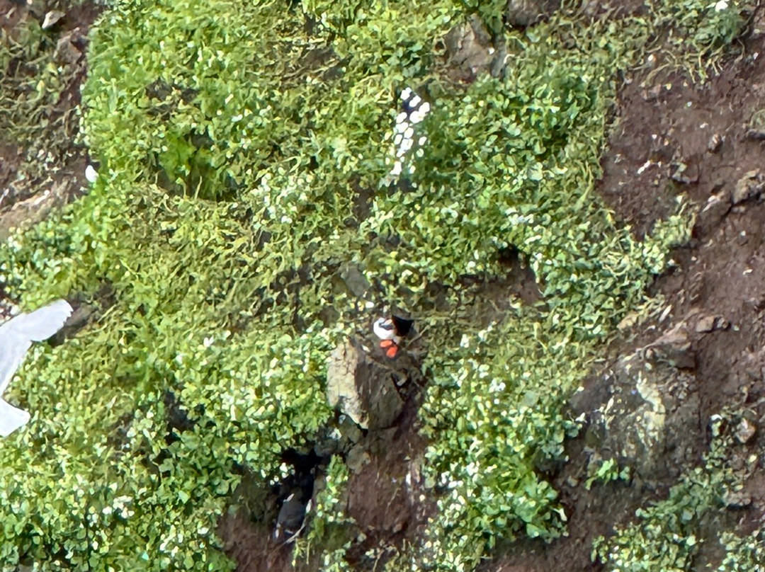 RSPB Rathlin West Light Seabird Centre-Rathlin Island必去景点