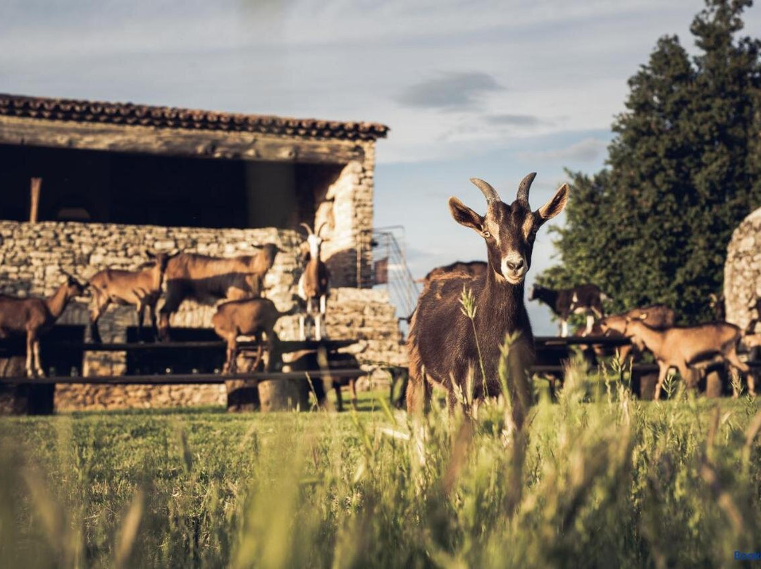 Le Domaine du Castellas