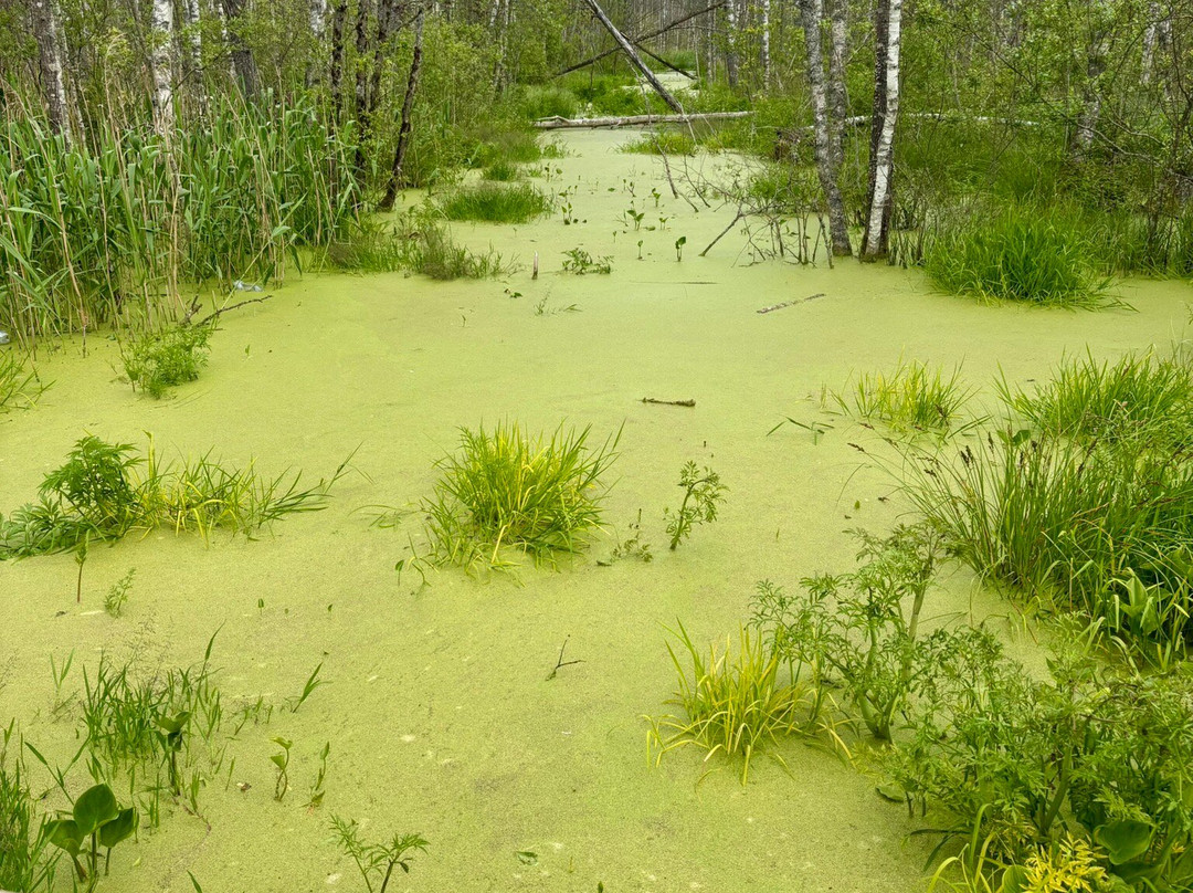 Nature Study Trail in Paaskula Bog-塔林必去景点