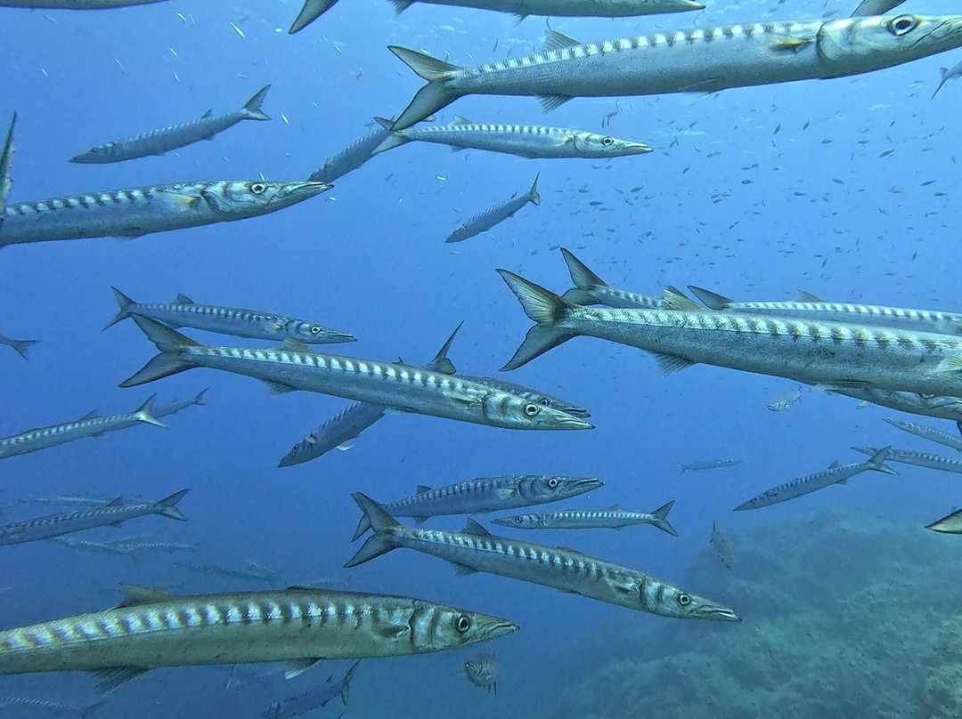 Orca Diving Ustica-Ustica必去景点