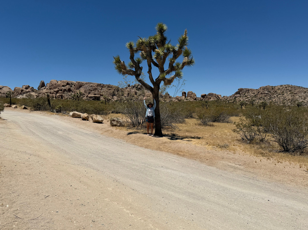 Joshua Tree National Park-约书亚树必去景点