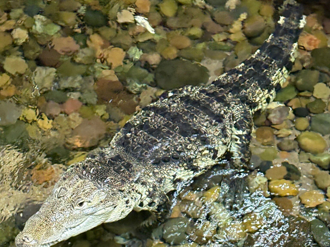 达拉斯世界水族馆-达拉斯必去景点