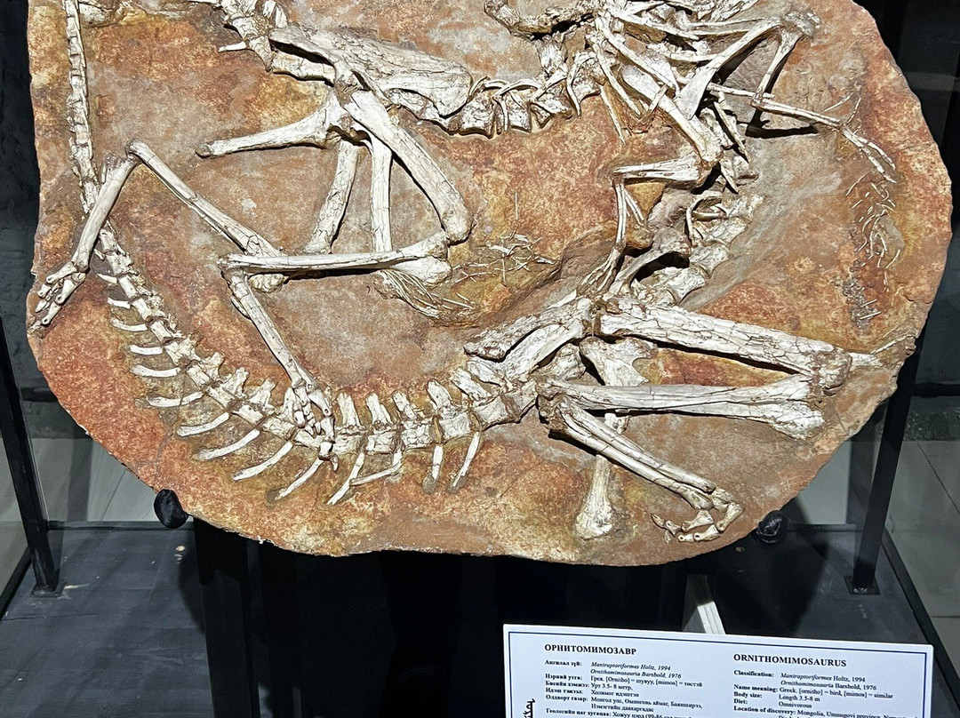 The Natural History Museum Of Mongolia-乌兰巴托必去景点