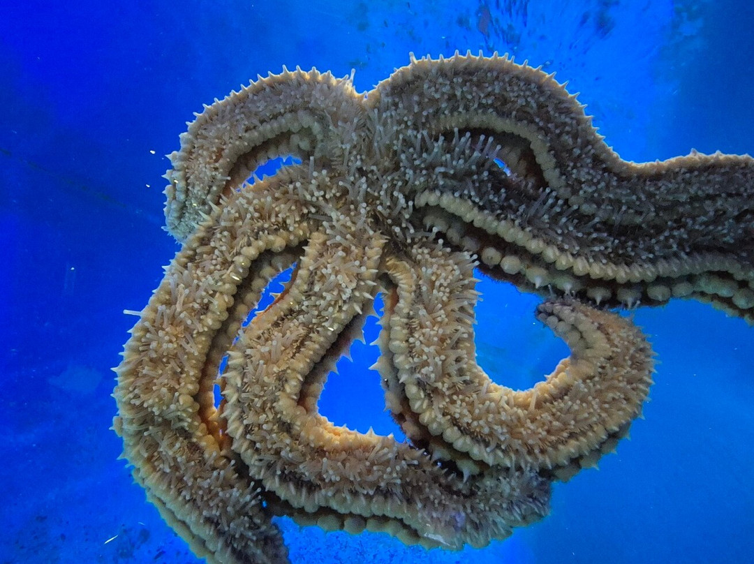 Aquarium Piran-皮兰必去景点