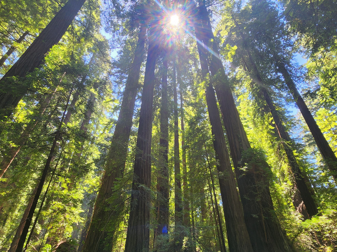 Avenue of the Giants-洪堡县必去景点