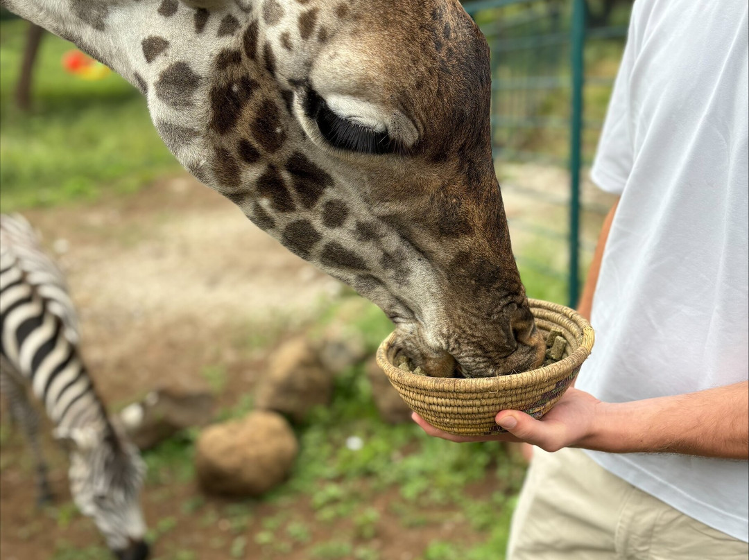 阿鲁沙野生动物园旅馆主图