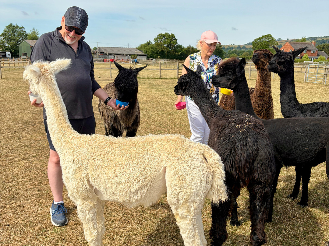 Cotswold Vale Alpacas-伊夫舍姆必去景点