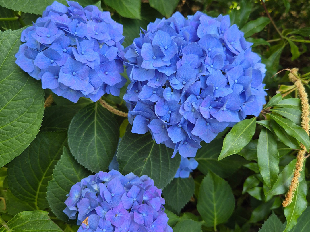 Green Island Gardens-Ardleigh必去景点