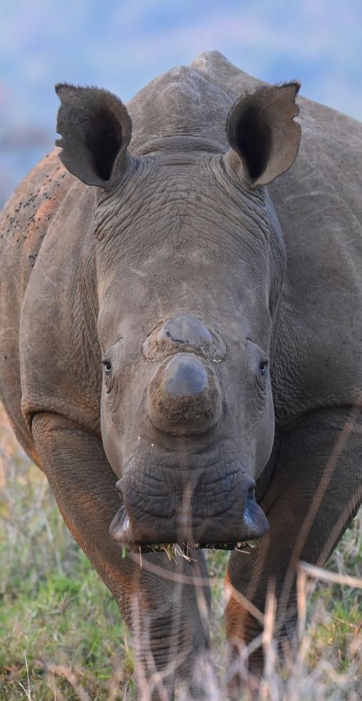 Bayala Private Safari Lodges-旅行者