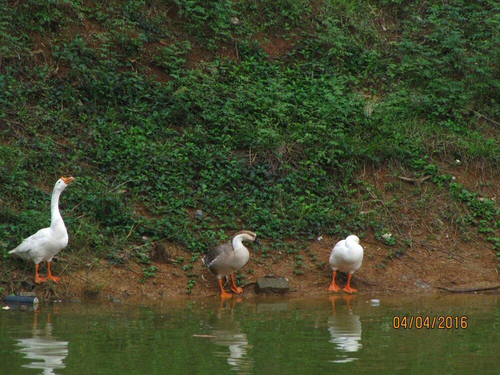 Gulshan Lake Park-达卡市必去景点