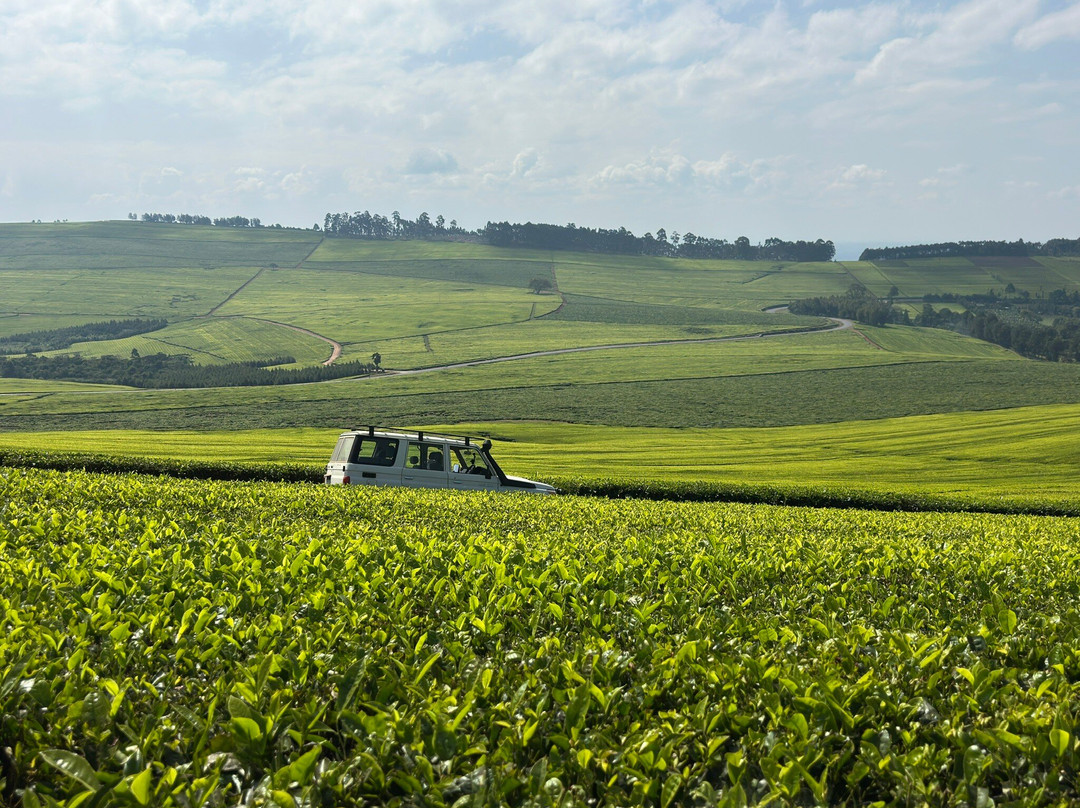 Volcanoes National Park Rwanda-Musanze District必去景点