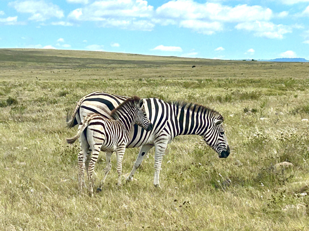 Lalibela Wildlife Reserve Mark's Camp Family Lodge主图