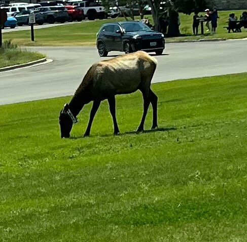 Yellowstone Wild-加德纳必去景点