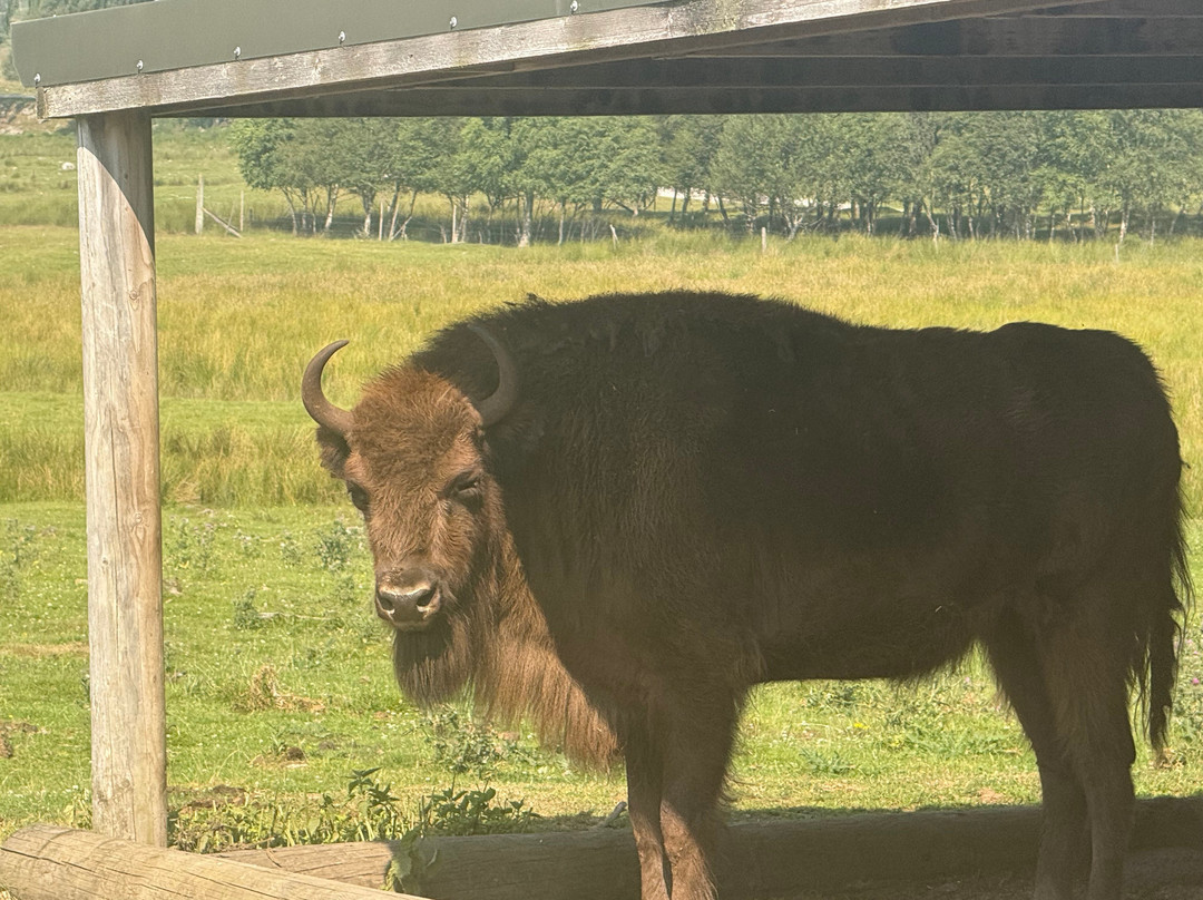 Highland Wildlife Park-Kincraig必去景点