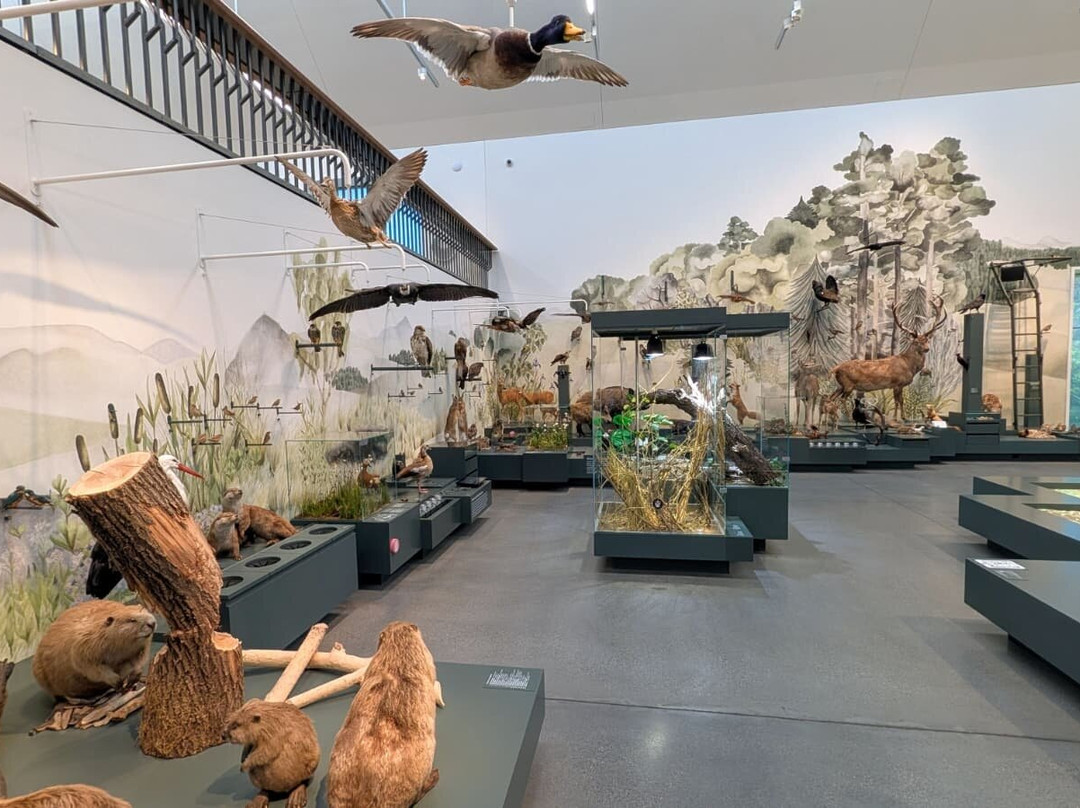 Naturmuseum St.Gallen-圣加仑必去景点