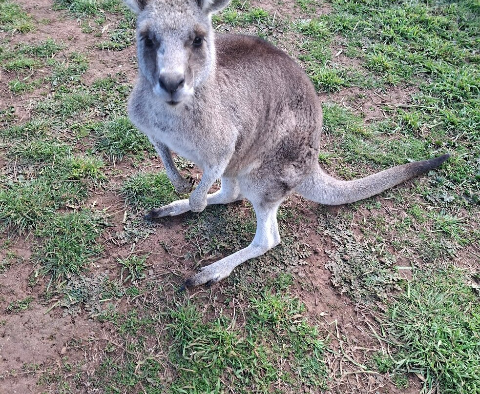 Taralga Wildlife Park-Taralga必去景点