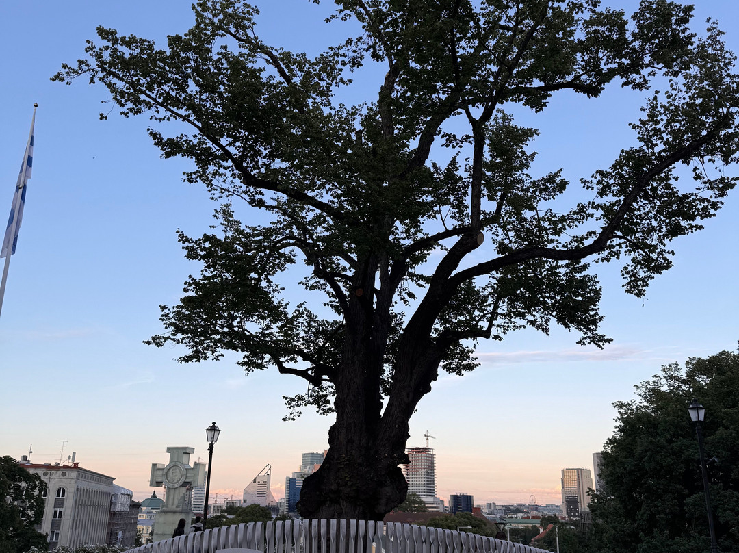 塔林历史中心(老城)-塔林必去景点