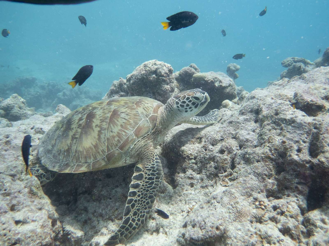 Addu Scuba Dive Maldives-阿斯杜太阳岛必去景点