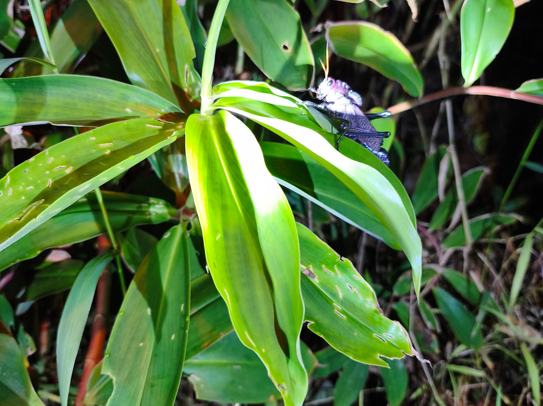 Jairo Tours In Costa Rica-El Jobo必去景点