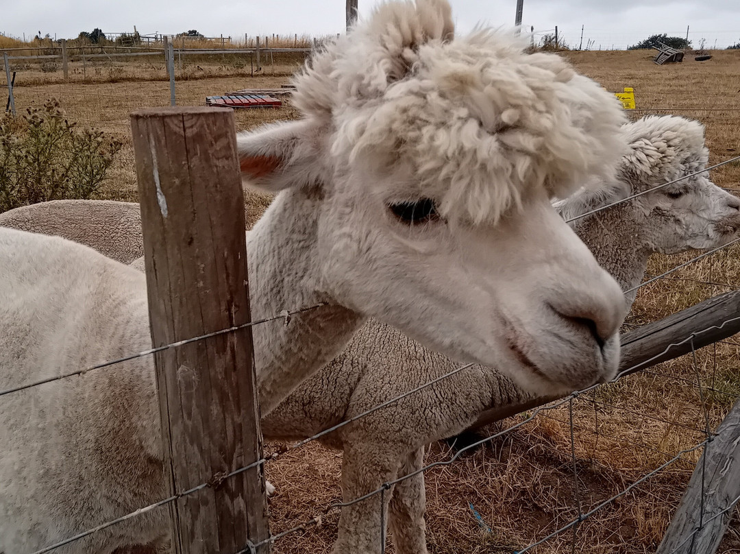 Charnwood Forest Alpacas-Boundary必去景点