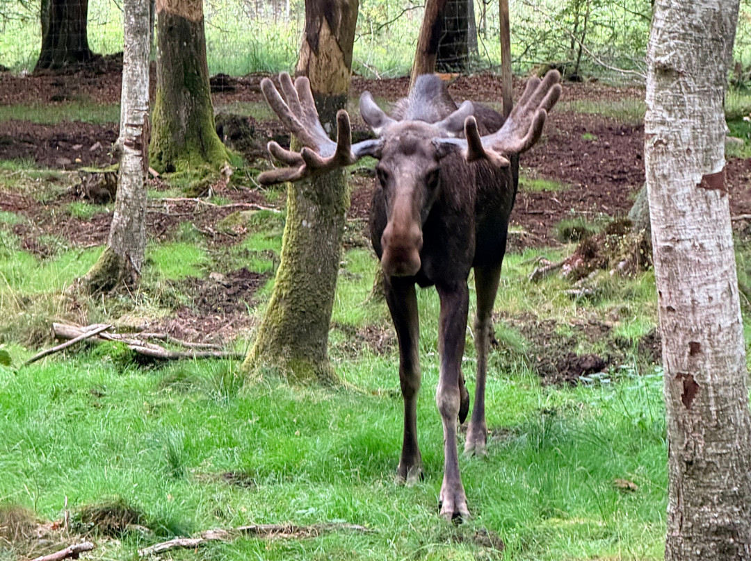 Soderasens Algpark (moosepark)-Kagerod必去景点