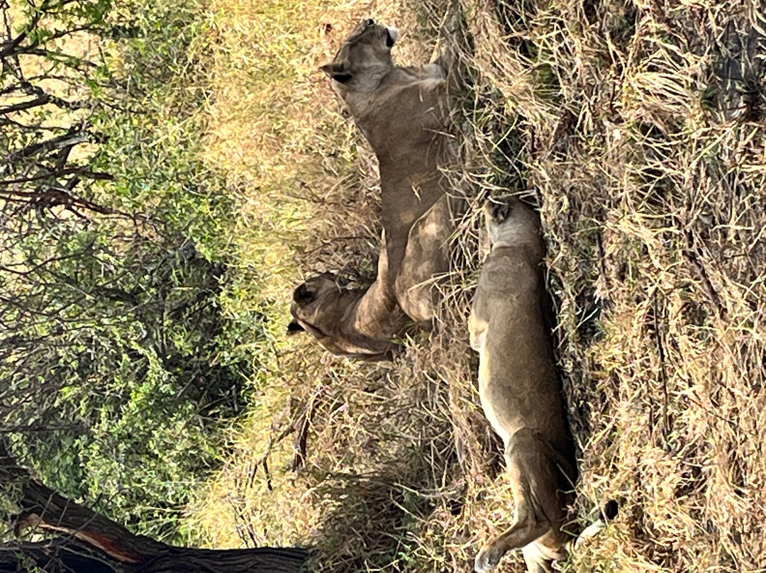 Carnivores Safaris Limited-阿鲁沙必去景点