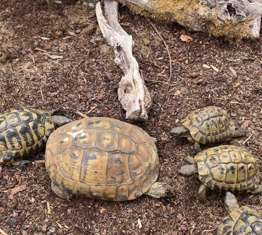 Zoo de Mescoules-Mescoules必去景点