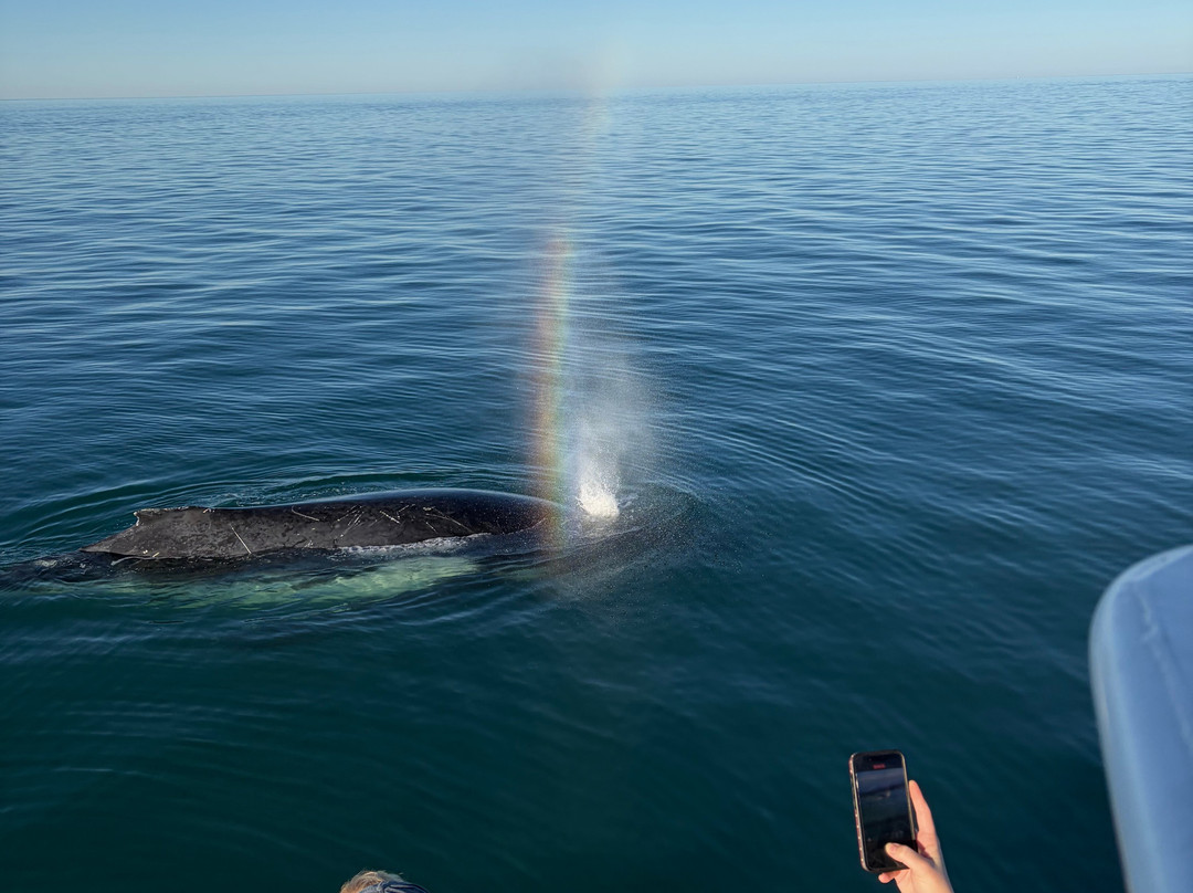 Ningaloo Discovery Whale Shark Tours-埃克斯茅斯必去景点