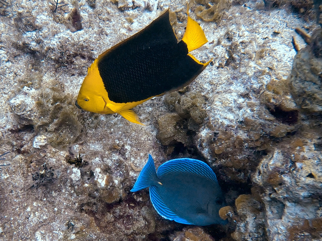 Only Blue Diving Dreams-Cockburn Town必去景点