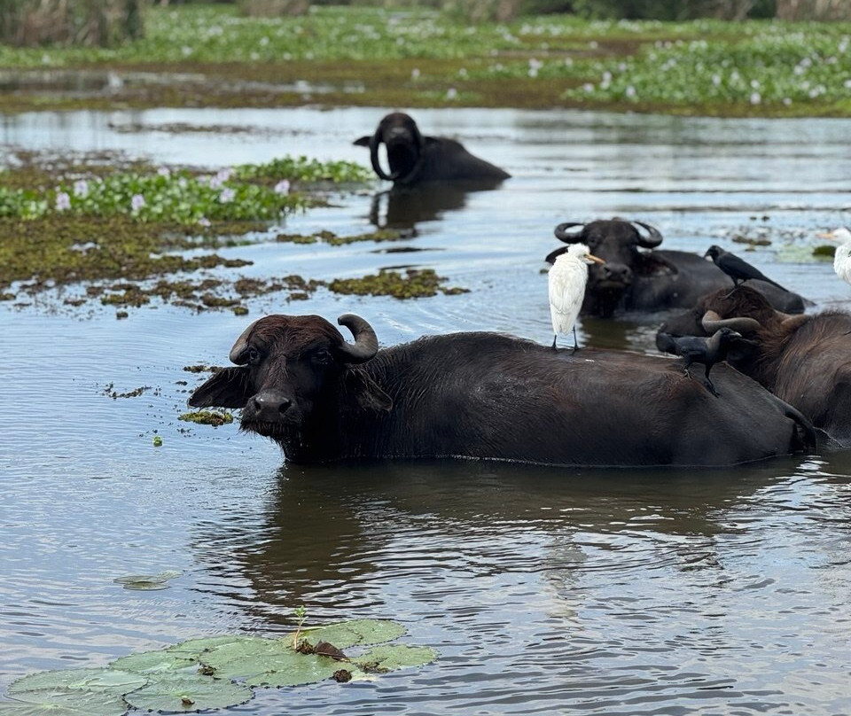 Wildlife Wonders Sri Lanka-唐卡拉必去景点