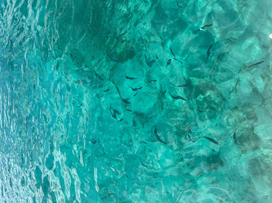 La Cala Boat Tours-Cala Sant Vicenc必去景点