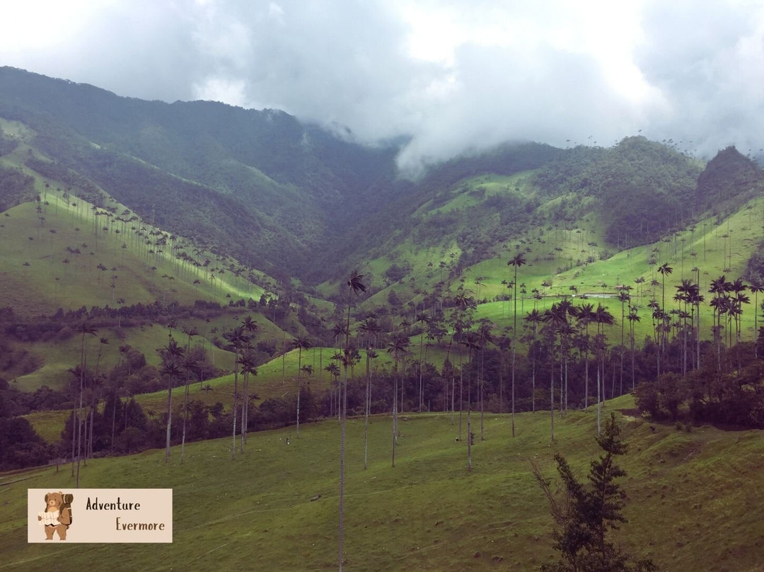 Valle De Cocora-萨伦托必去景点