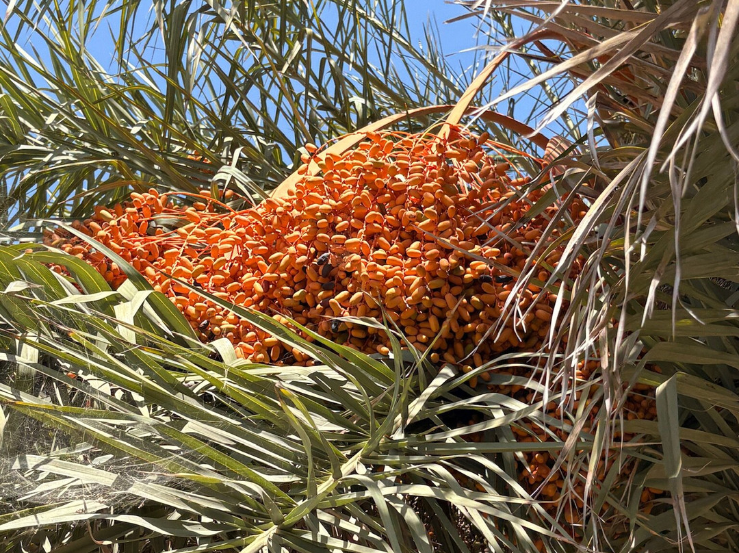 Botanical Park of Maspalomas (El Parque Botanico de Maspalomas)-马斯帕洛马斯必去景点