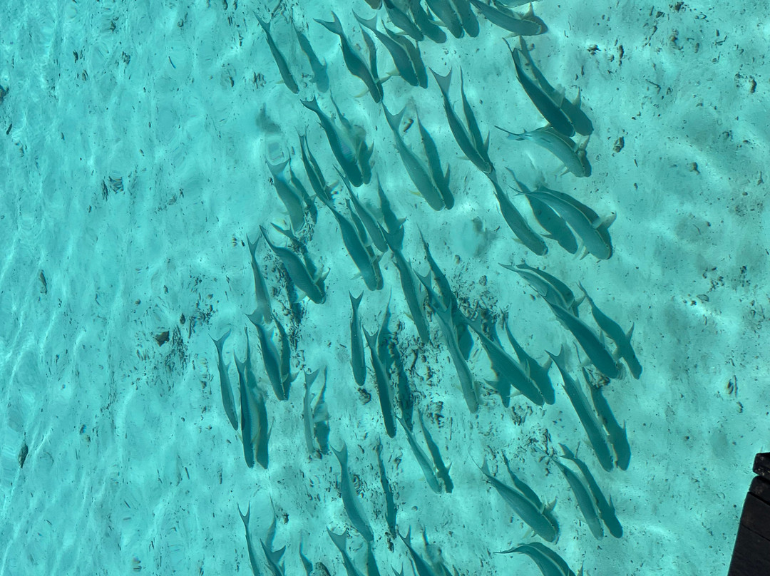 马尔代夫Velifushi Cinnamon主图
