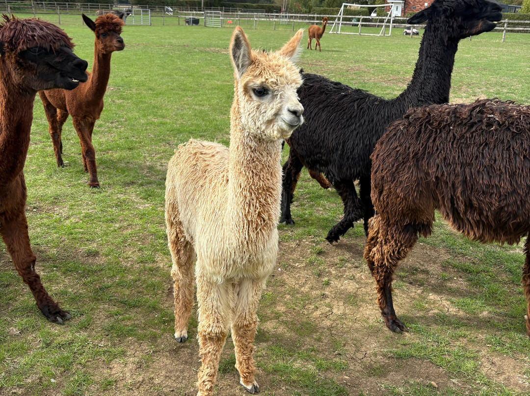 Cotswold Vale Alpacas-伊夫舍姆必去景点