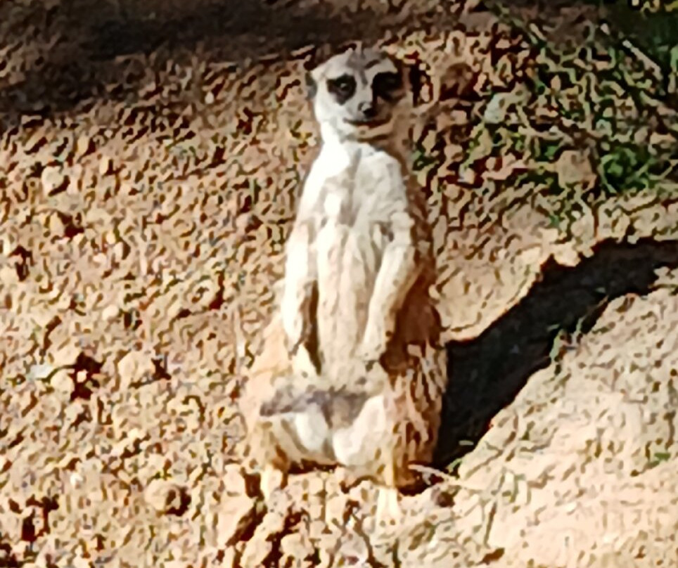 Parc Zoo du Reynou-Le Vigen必去景点