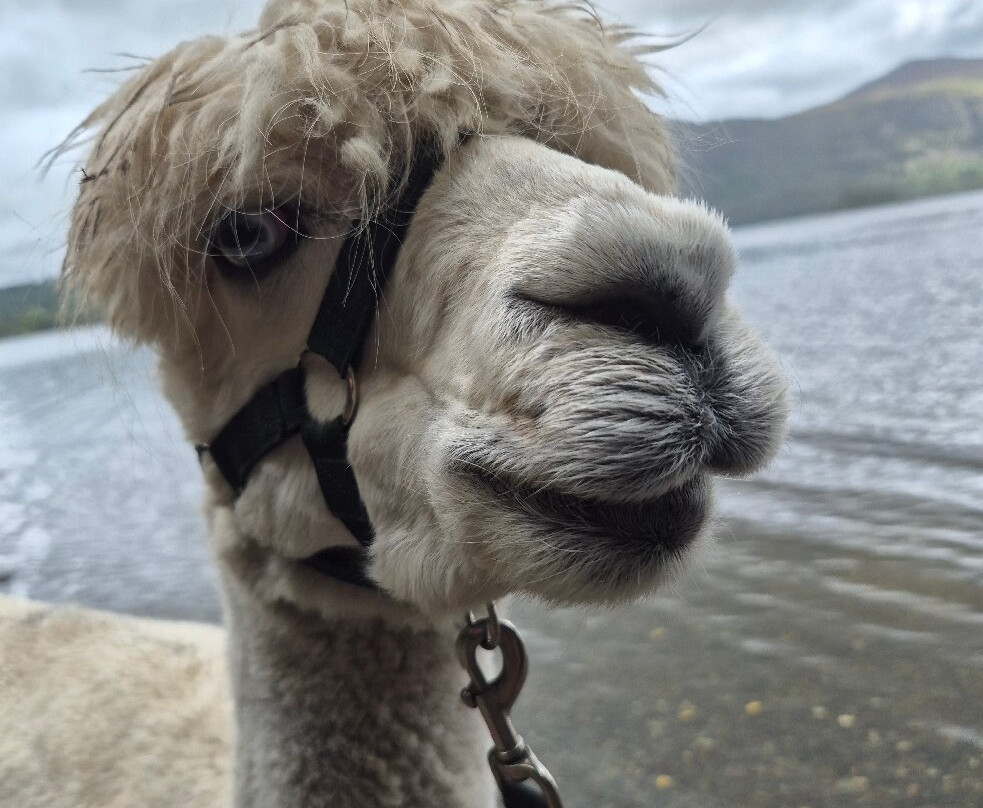 Alpacaly Ever After-Portinscale必去景点