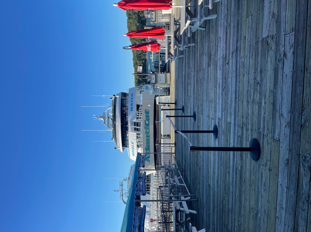 Bar Harbor Whale Watch Co.-巴港必去景点