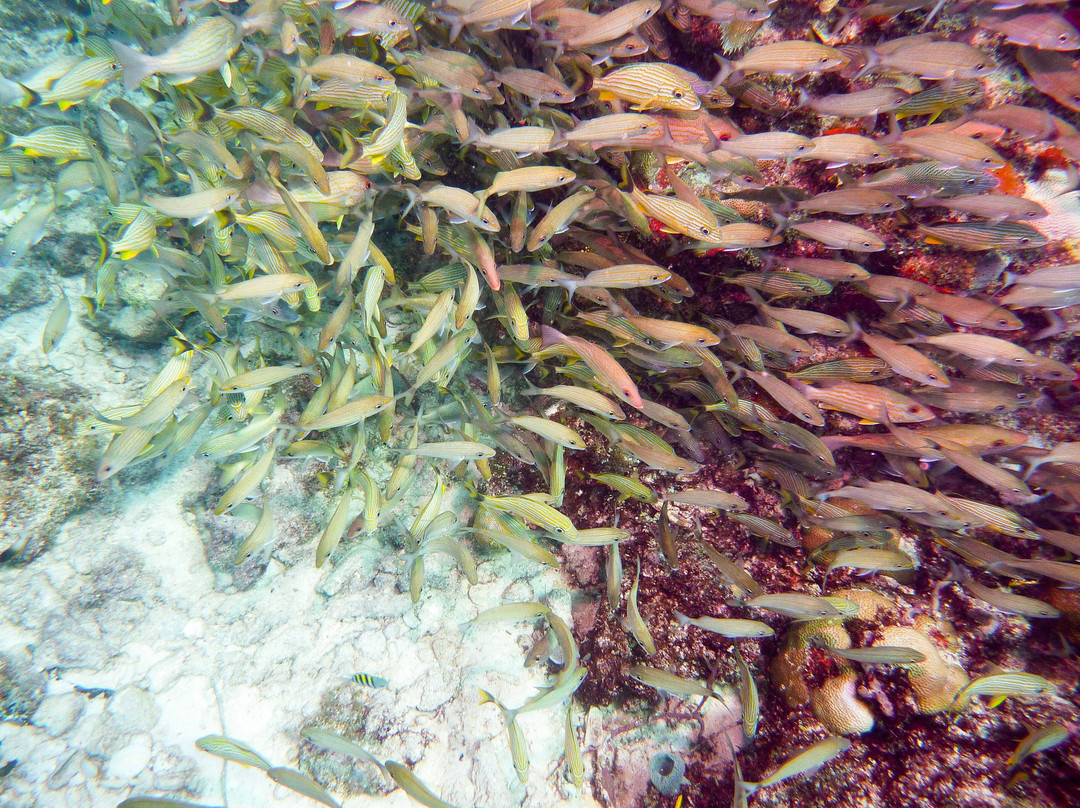 Captain Slate's SCUBA Adventures-Tavernier必去景点