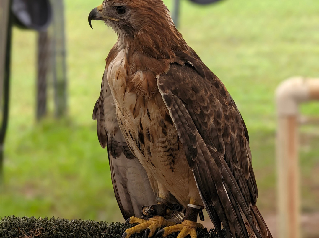 International Falconry Academy-Live Oak必去景点